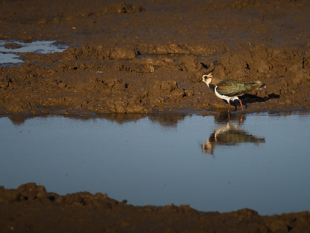 Kiebitz - Lapwing in the Puddle
