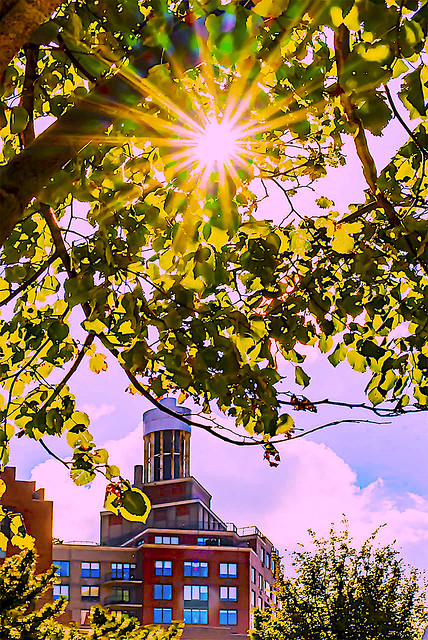 Sunburst Seen between branches and leaves in Battery Park City NYC
