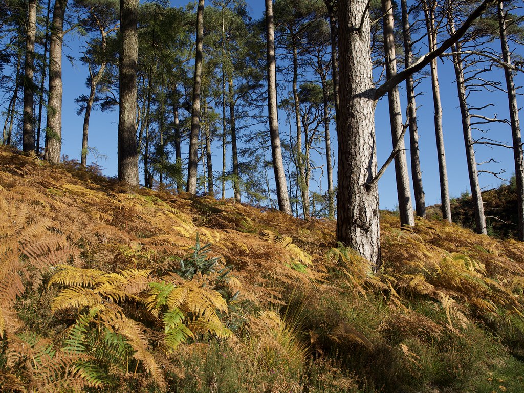Trees and fern in the Galloway Forest Park.