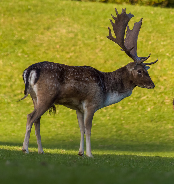 Male Fallow Deer (Dama dama)