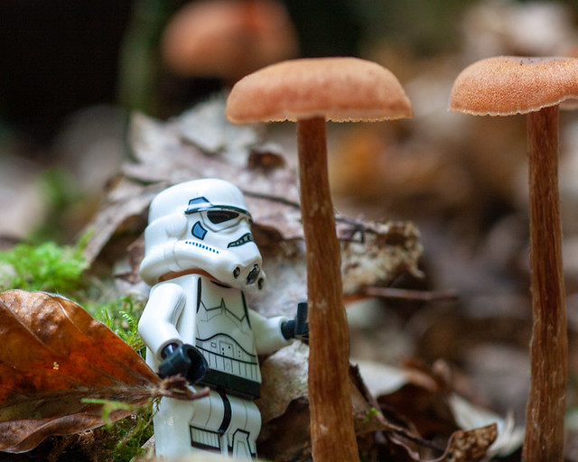Stormtrooper aux champignons