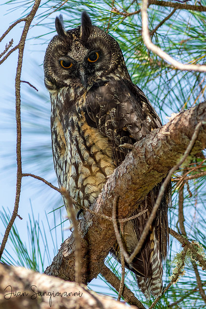 Stygian Owl  (Asio stygius)