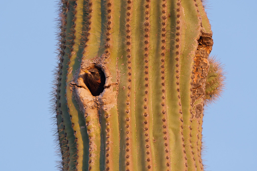 A European starling pokes its head out of its nest in a saguaro in Scottsdale, Arizona on March 21, 2021. Original: _RAC5715.arw
