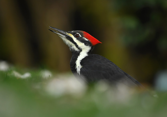 Grand Pic - Pileated Woodpecker