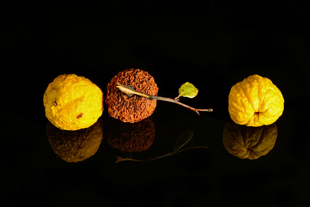 very dried fruits of yellow quince, with reflection on the black surface