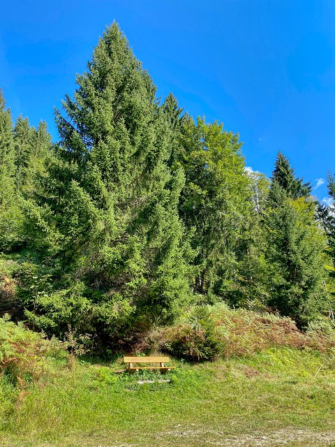 Trees and a bench in Kaisertal near Kufstein in Tyrol, Austria