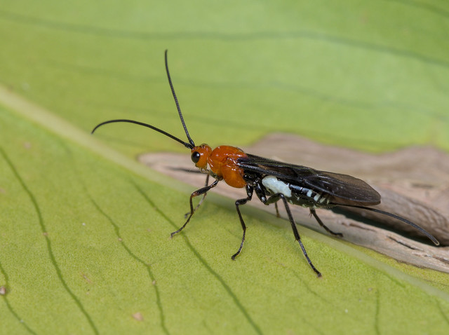 Braconid wasp, I believe Callibracon