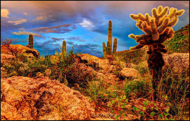 Saguaro National Park