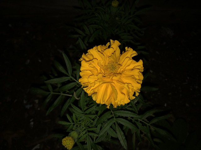 Marigolds at Night