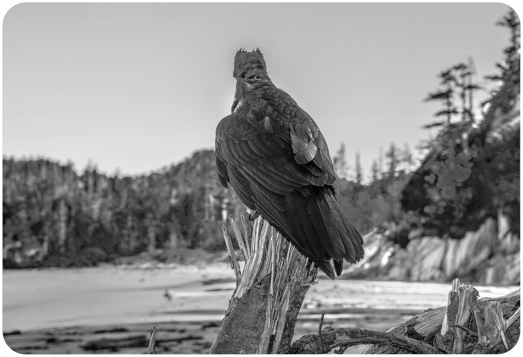 Common Raven (Corvus corax) | Calvert Island, British Columb… | Flickr