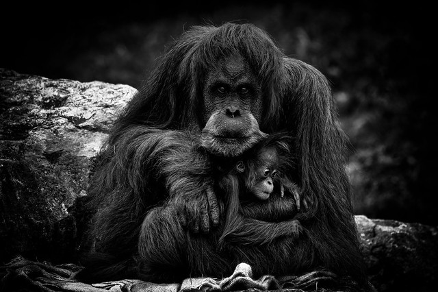 Orangutan_CZ131021(07)