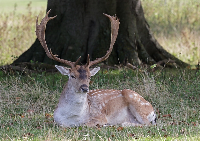 Fallow Deer (Dama dama) - Holkham Park, Norfolk.