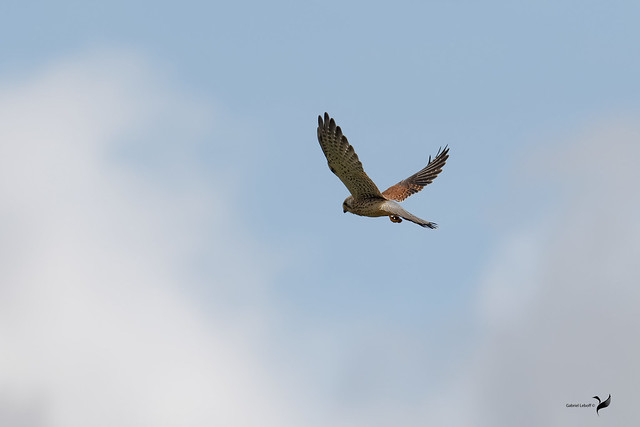 Faucon crécerelle Falco tinnunculus - Common Kestrel  1002_DxO