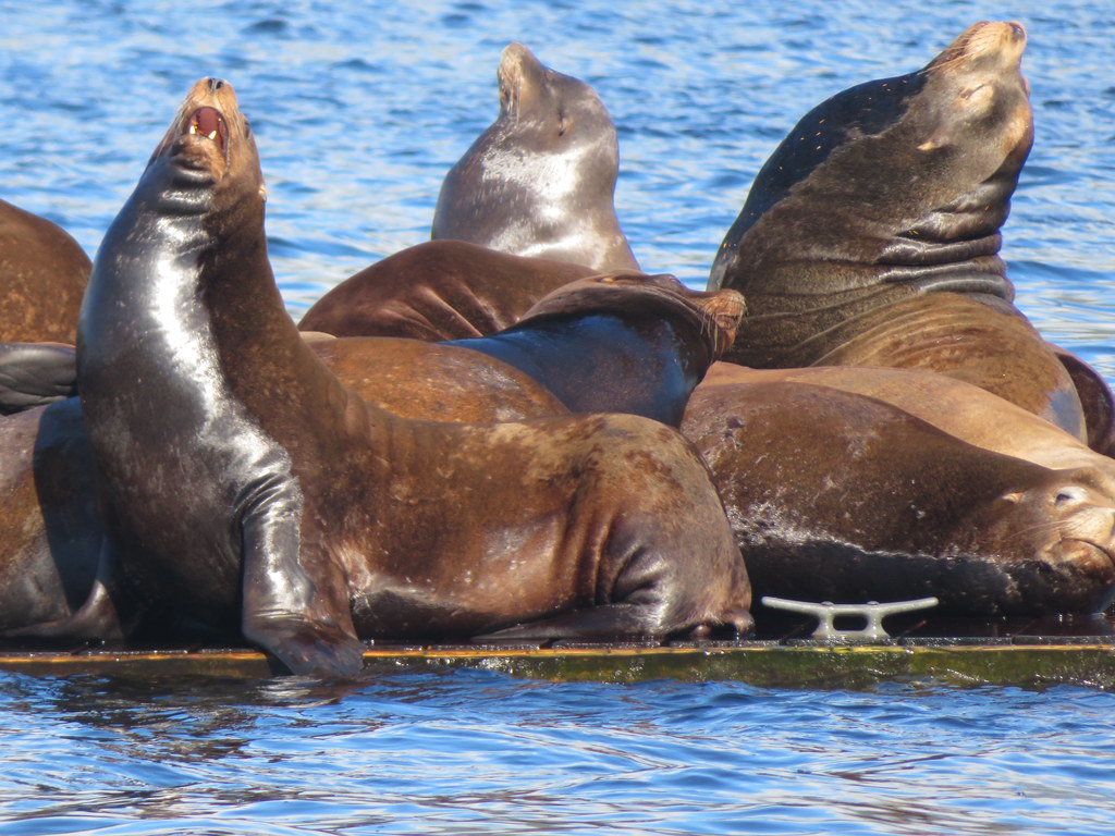 Sea Lions in Ucluelet