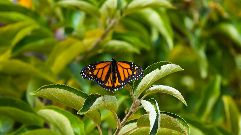 Tudo de bom: Borboleta monarca