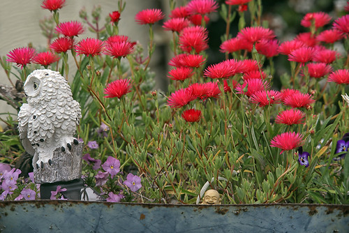 Wheelbarrow garden | by crafty1tutu (Ann)