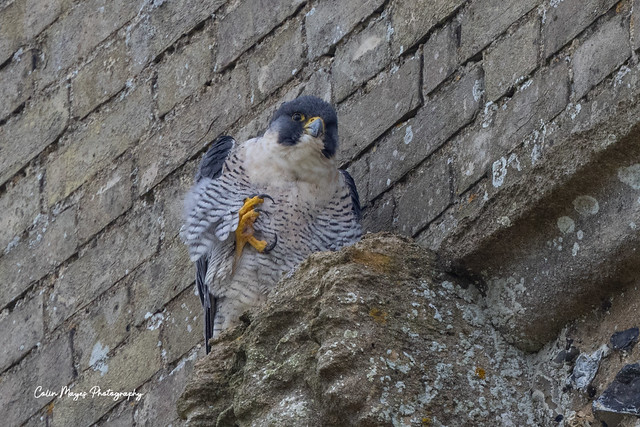 peregrine falcon (3)