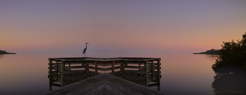 waterscape misty hazy pastel pastelcolors sunrise pier symmetry serene serenity calm nature bird egret seabird ocean sea