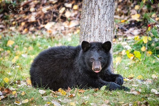 Bear in Front Yard