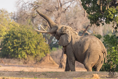 Elefant im Lower Sambesi NP (Loxodonta africana)