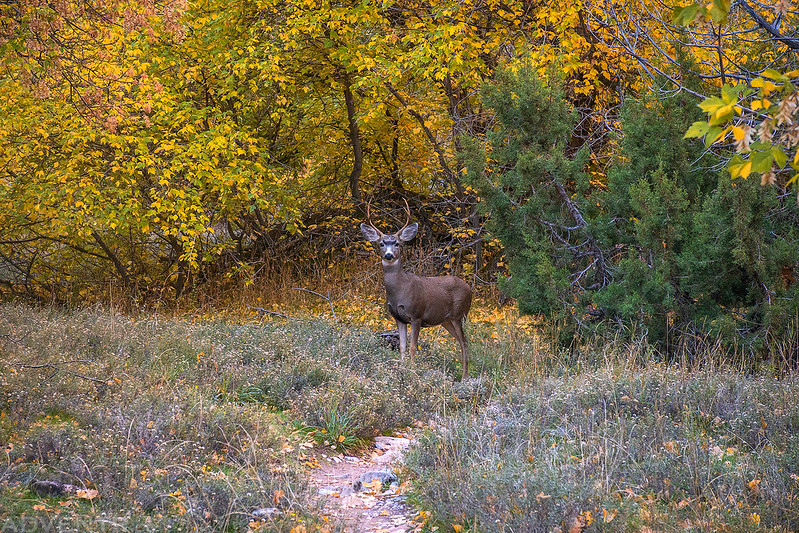 Deer On The Trail