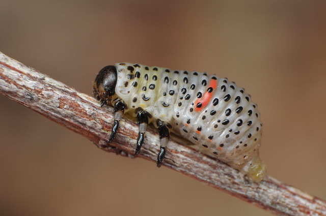 Acacia Leaf Beetle Larva