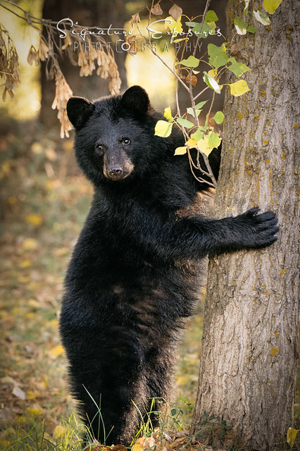 Bear in Front Yard