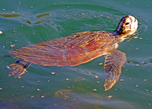 Turtles - Lake Macquarie - Australia | by No Neg
