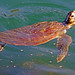 Turtles - Lake Macquarie - Australia