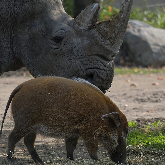 The African bush pig and the rhino