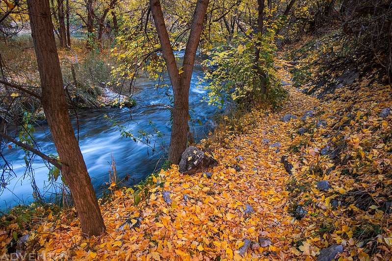 Leaf-Covered Trail