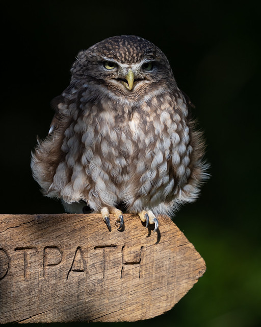 Little owl in the shaddows