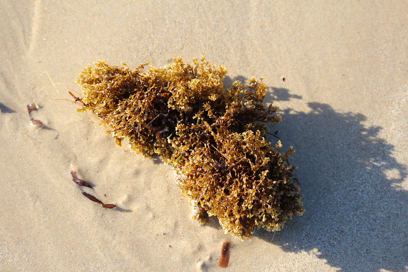 Brown Seaweed (Zonaria spiralis)