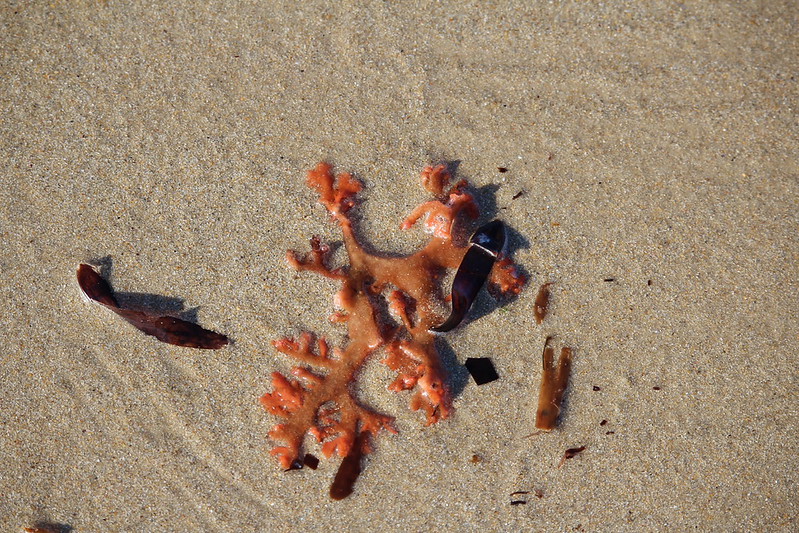 Red algae (Haloplegma preissii)