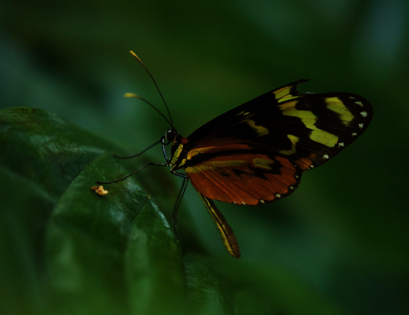 Tigerwing Butterfly_Mechanitis sp._Ascanio_Costa Rica_DZ3A1958