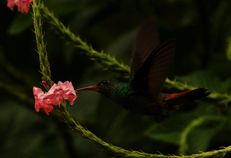 Rufous-tailed Hummingbird_Amazilia tzatcatl_Ascanio_Costa Rica_DZ3A2113