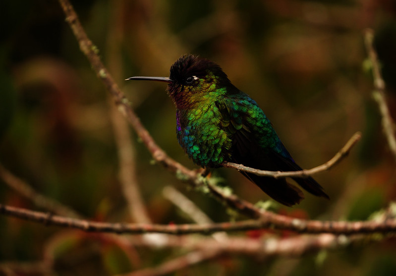 Fiery-throated Hummingbird_Panterpe insignis_Ascanio_Costa Rica_DZ3A2521