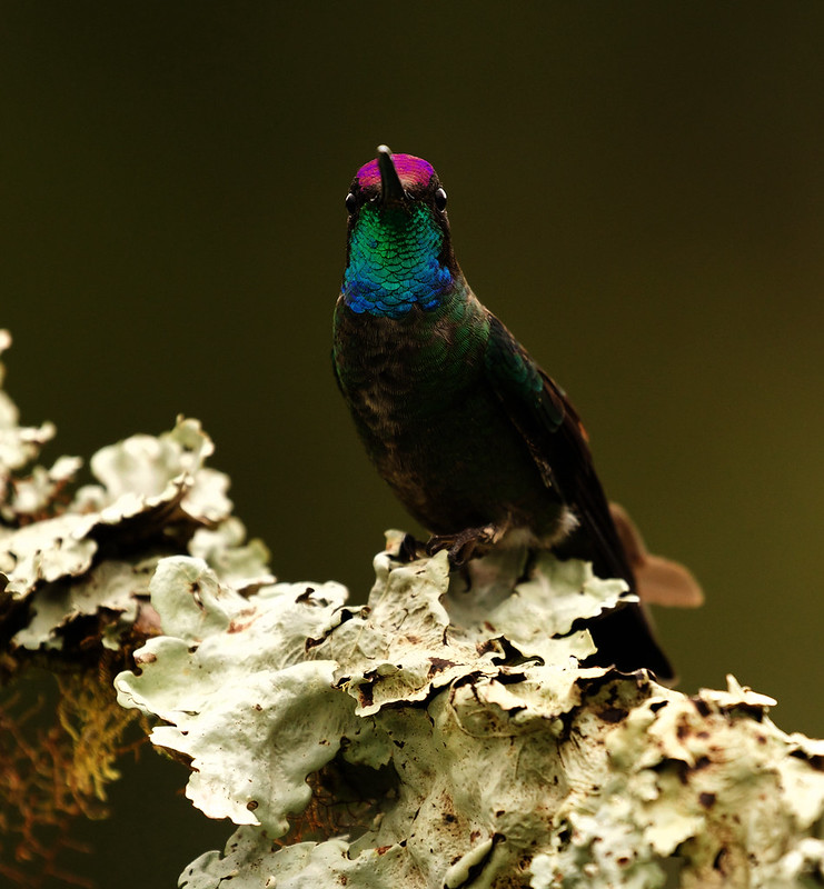 Talamanca hummingbird_Eugenes spectabilis_Ascanio_Costa Rica_DZ3A2422