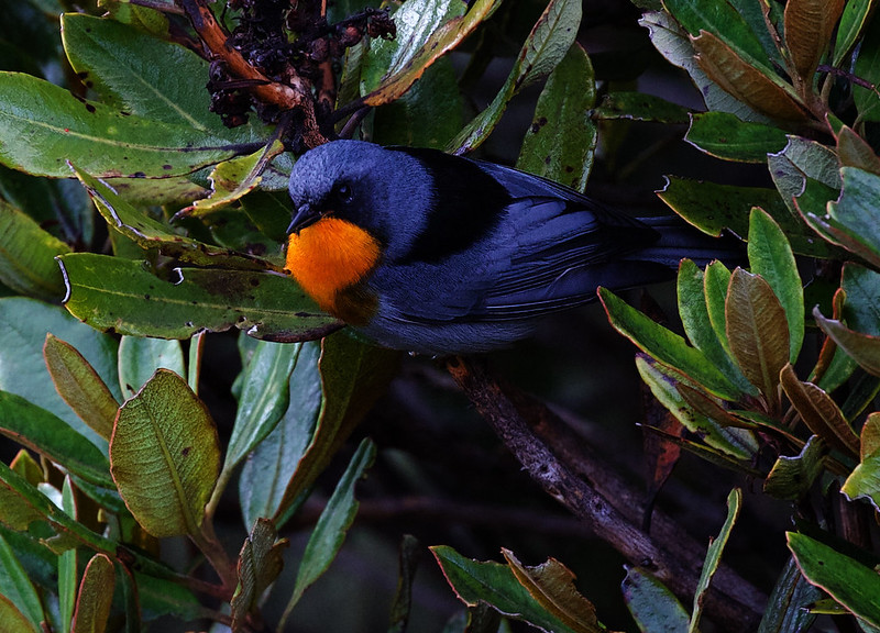 Flame-throated Warbler_Oreothlypis gutturalis_Ascanio_Costa Rica_DZ3A2833