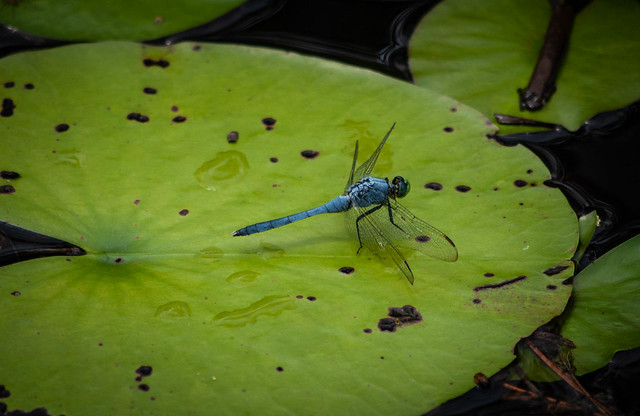 Dragonfly on Lilypad
