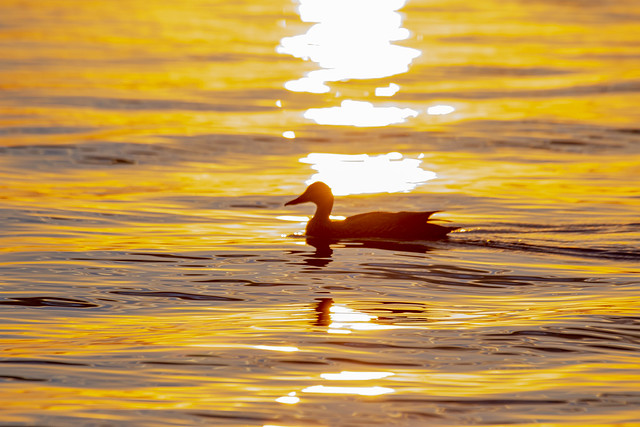 Mallard swimming at Sunset, Waskesiu Lake, Prince Albert National Park, Saskatchewan