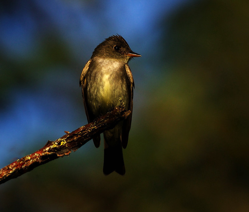 Eastern Wood-Pewee_Contopus virens_Ascanio_Costa Rica_DZ3A1975