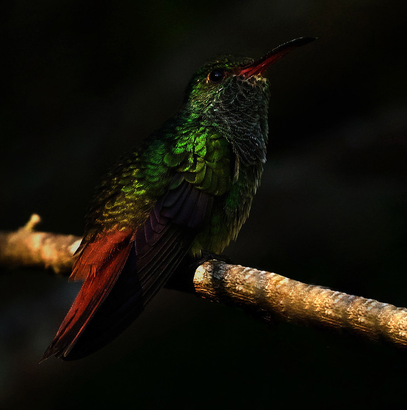 Rufous-tailed Hummingbird_Amazilia tzatcatl_Ascanio_Costa Rica_DZ3A2000