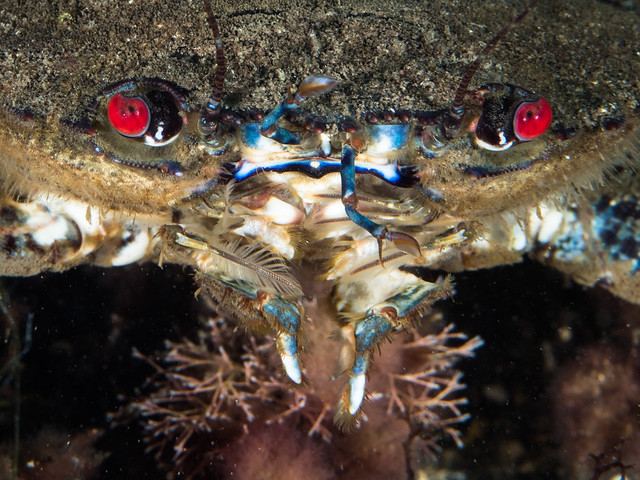 Velvet Swimming Crab III