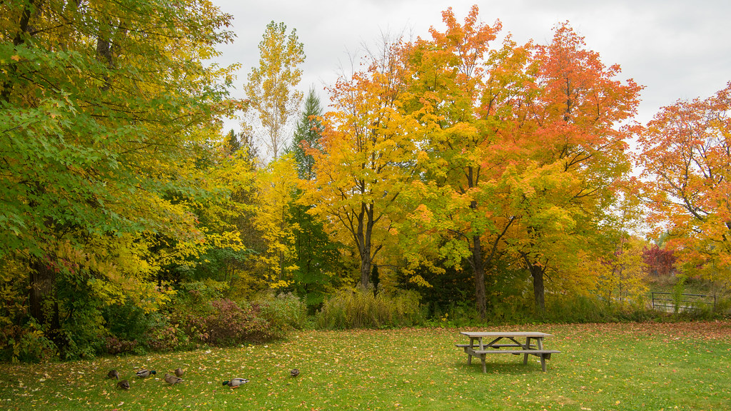 Parc des Moulins, automne, Québec, PQ, Canada - 07859