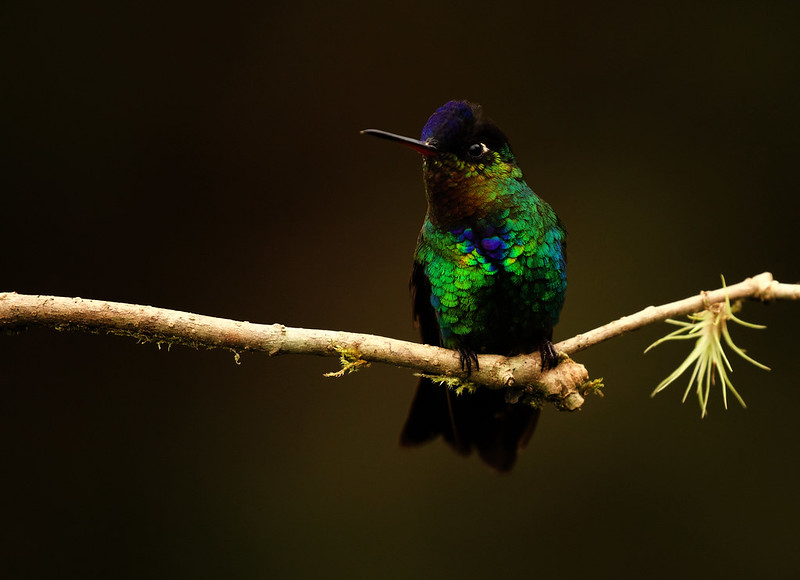 Fiery-throated Hummingbird_Panterpe insignis_Ascanio_Costa Rica_DZ3A2483