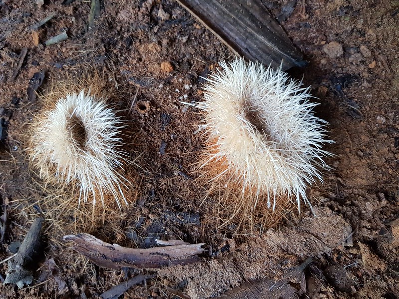 Unidentified sea urchin like plant 3