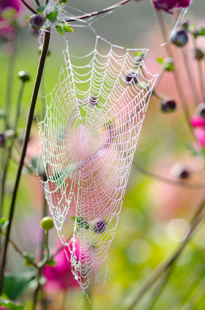 The spiders web