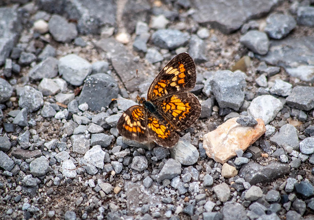 Butterfly On the Gravel