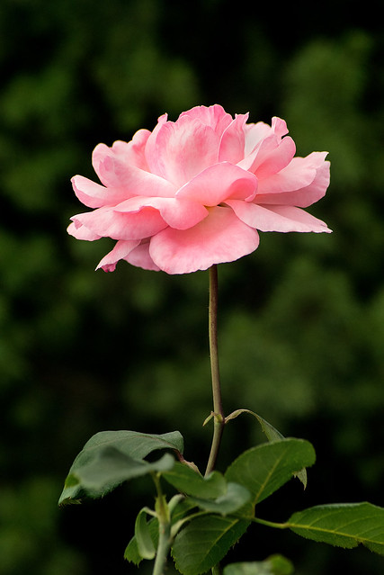 Pink Rose Profile 3-0 F LR 10-10-21 J062